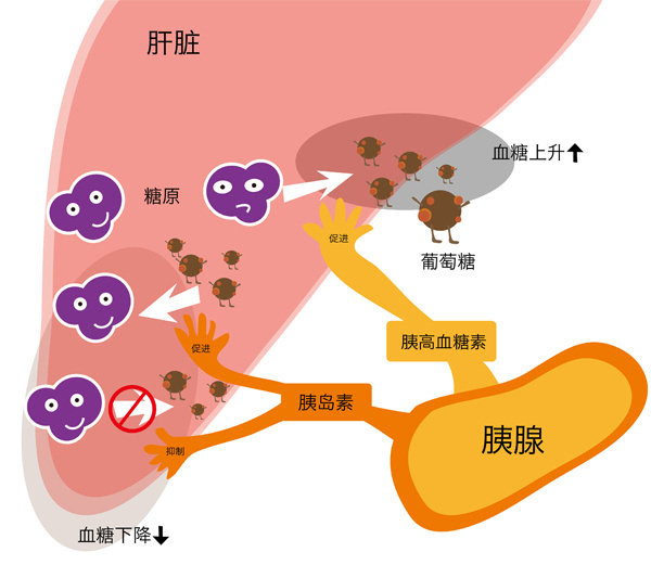 胰島素和胰高血糖素的作用原理