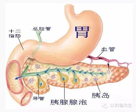 胰腺示意圖