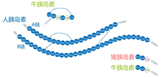 不同的胰島素