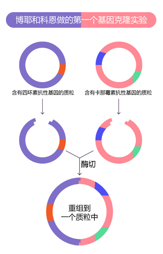 胰島素的發(fā)現(xiàn)：博爾和科恩工作的示意圖（繪圖 肖媛）