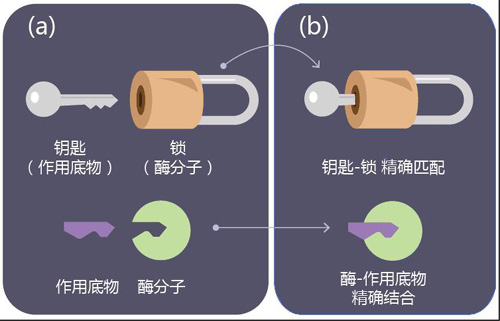 解釋酶分子功能的“鎖與鑰匙”模型